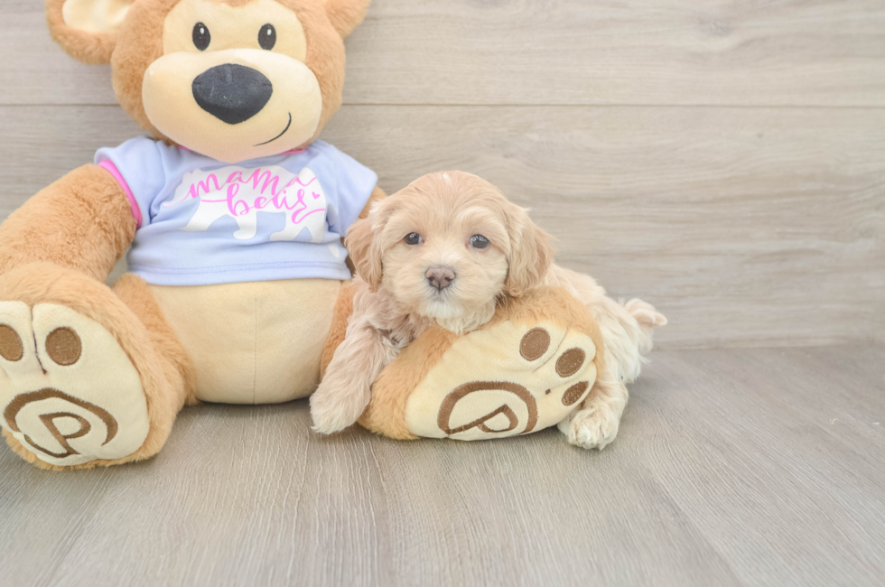 5 week old Maltipoo Puppy For Sale - Florida Fur Babies