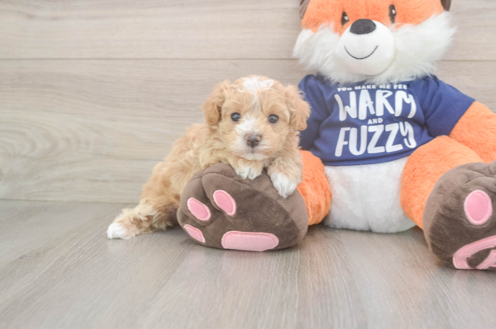 5 week old Maltipoo Puppy For Sale - Florida Fur Babies