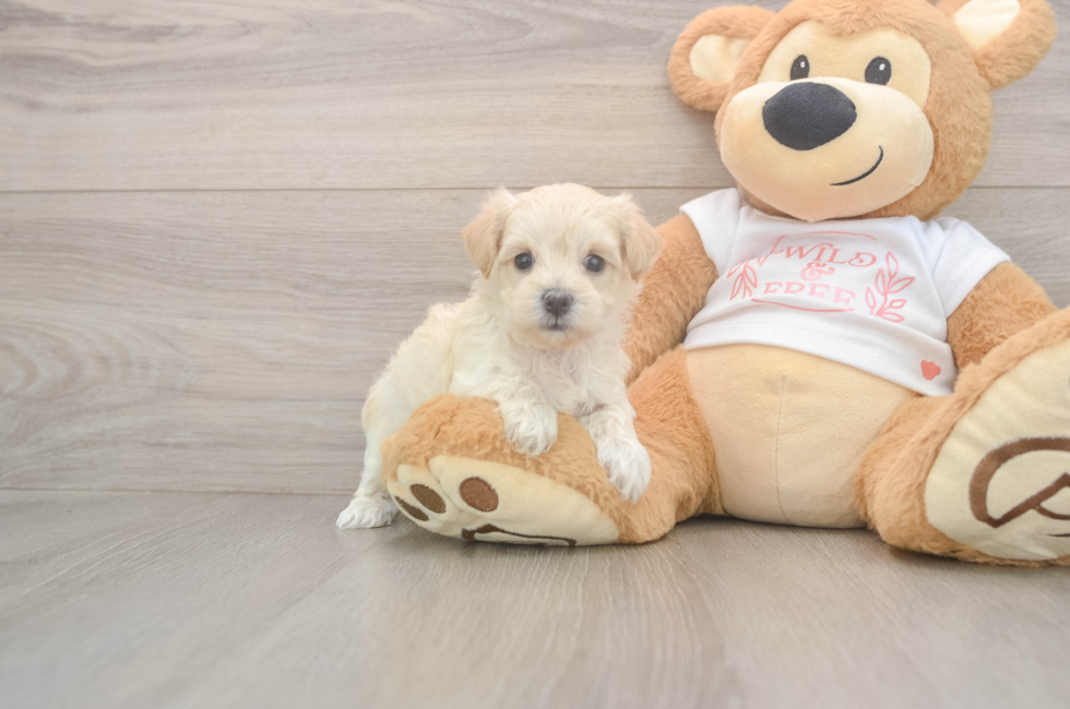 5 week old Maltipoo Puppy For Sale - Florida Fur Babies
