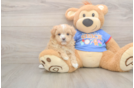 Maltipoo Puppy for Adoption