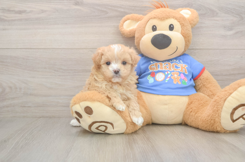 5 week old Maltipoo Puppy For Sale - Florida Fur Babies