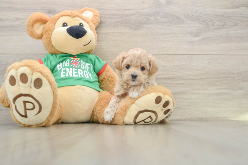 Hypoallergenic Malt a Poo Poodle Mix Puppy