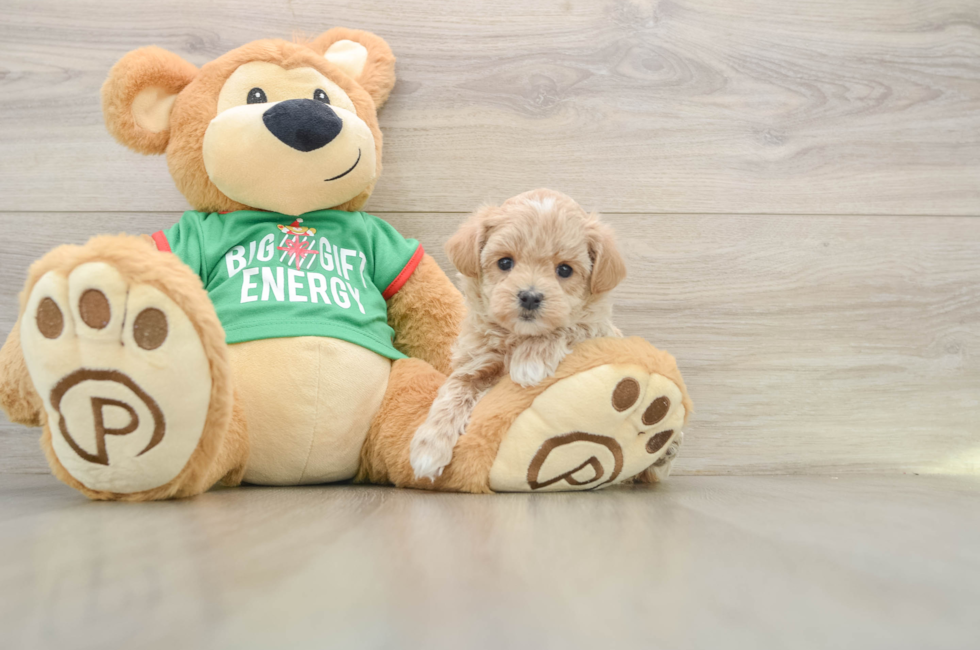 6 week old Maltipoo Puppy For Sale - Florida Fur Babies