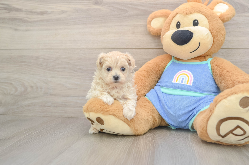Friendly Maltipoo Baby