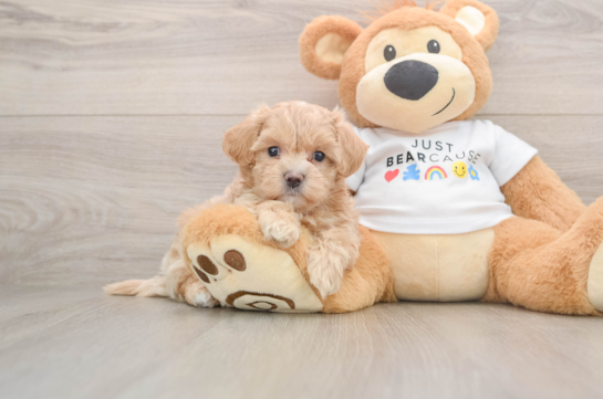Maltipoo Puppy for Adoption
