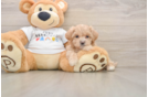 Best Maltipoo Baby