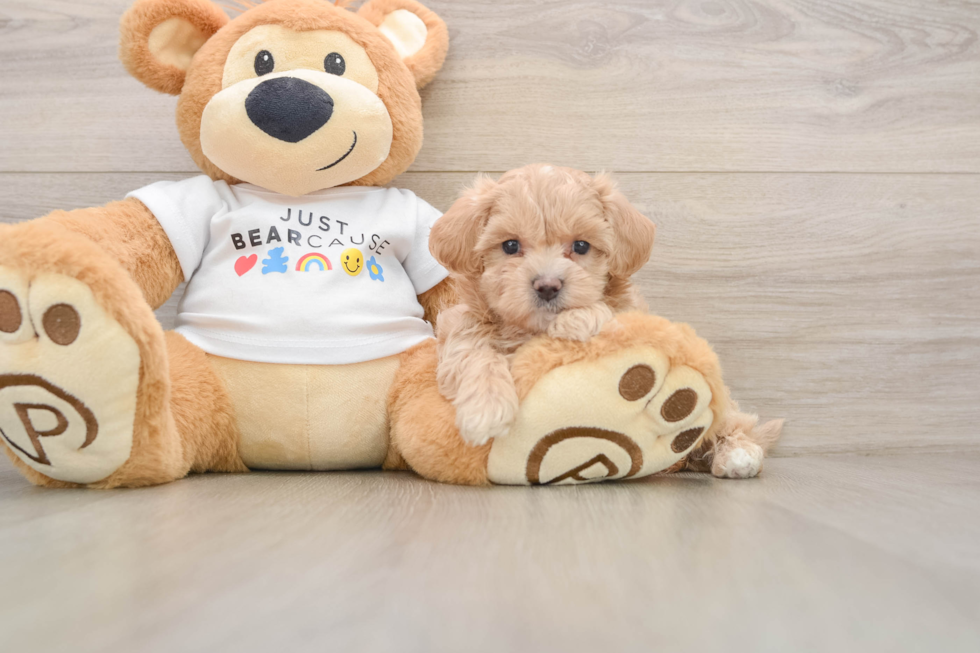 Best Maltipoo Baby