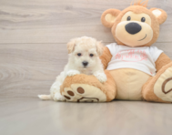 8 week old Maltipoo Puppy For Sale - Florida Fur Babies