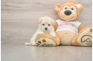 Petite Maltipoo Poodle Mix Pup