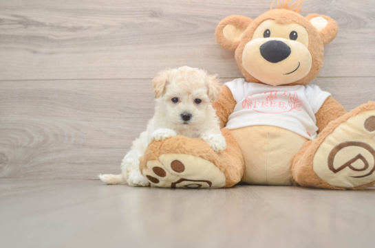 Petite Maltipoo Poodle Mix Pup