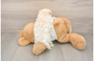 Maltipoo Puppy for Adoption