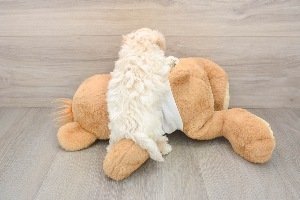 Maltipoo Puppy for Adoption