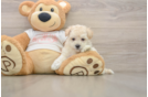 Popular Maltipoo Poodle Mix Pup