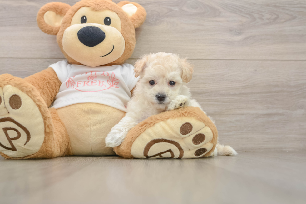 Popular Maltipoo Poodle Mix Pup