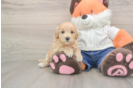 Best Maltipoo Baby