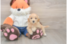 Little Multipoo Poodle Mix Puppy