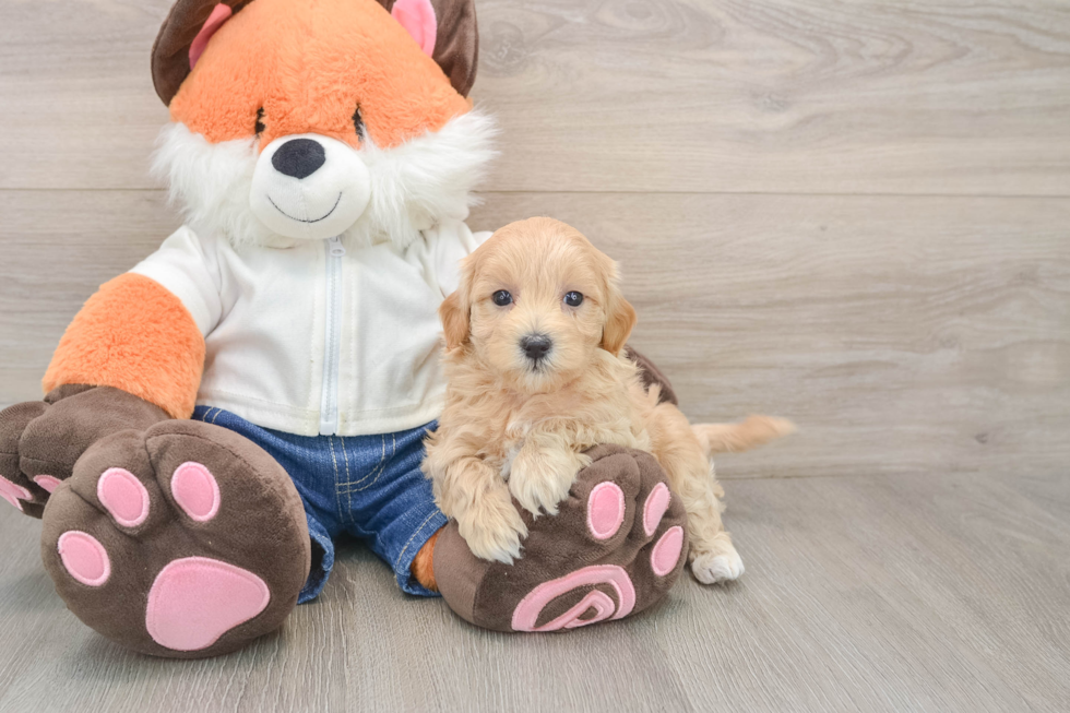 Little Multipoo Poodle Mix Puppy