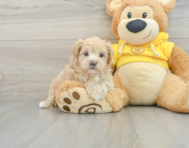 8 week old Maltipoo Puppy For Sale - Florida Fur Babies