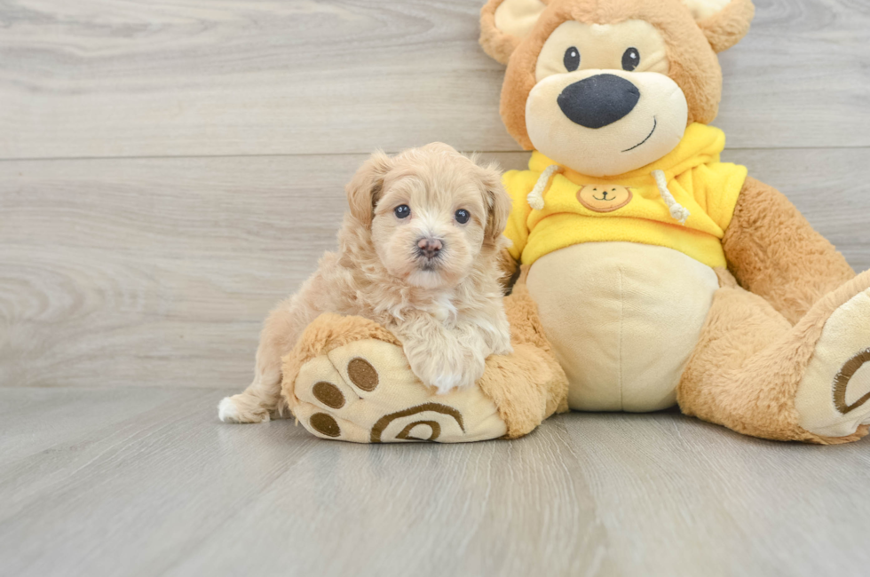 7 week old Maltipoo Puppy For Sale - Florida Fur Babies