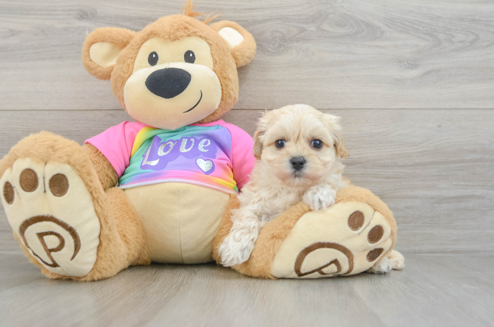 6 week old Maltipoo Puppy For Sale - Florida Fur Babies