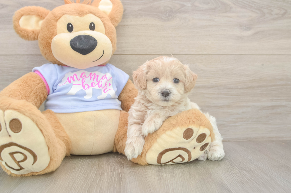 5 week old Maltipoo Puppy For Sale - Florida Fur Babies