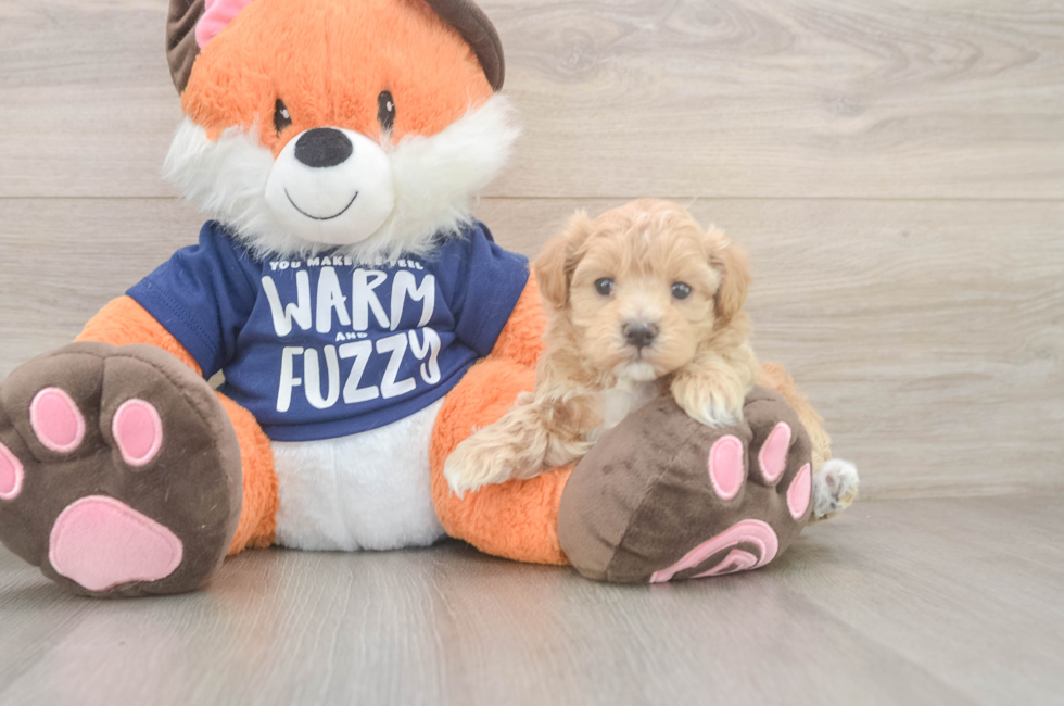 5 week old Maltipoo Puppy For Sale - Florida Fur Babies