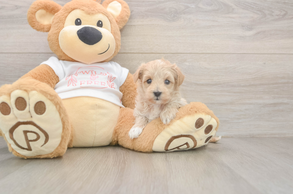 5 week old Maltipoo Puppy For Sale - Florida Fur Babies