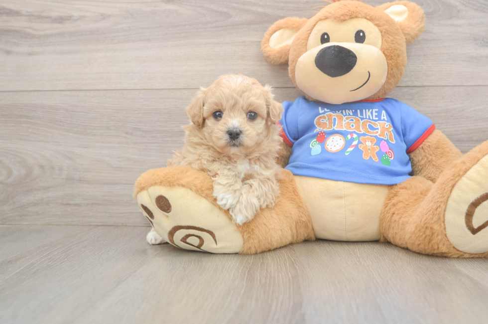 5 week old Maltipoo Puppy For Sale - Florida Fur Babies