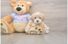 Maltipoo Puppy for Adoption