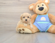 8 week old Maltipoo Puppy For Sale - Florida Fur Babies