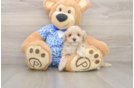 Best Maltipoo Baby