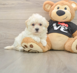 8 week old Maltipoo Puppy For Sale - Florida Fur Babies