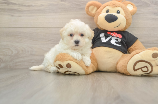 Fluffy Maltipoo Poodle Mix Pup