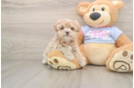 Little Maltese Poodle Poodle Mix Puppy