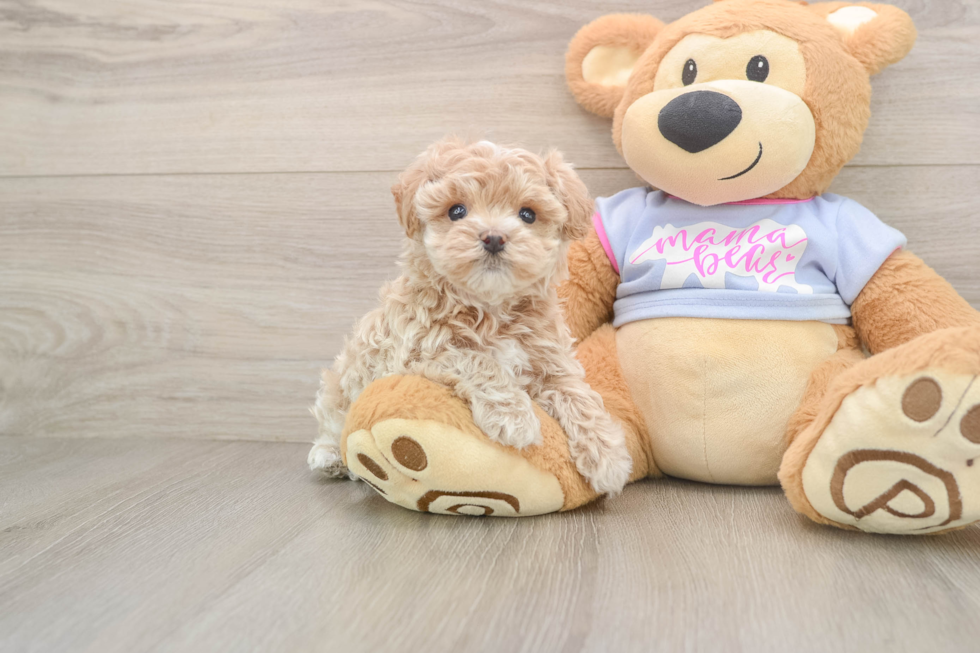 Little Maltese Poodle Poodle Mix Puppy