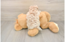 Maltipoo Puppy for Adoption
