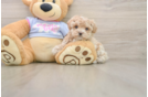 Hypoallergenic Moodle Poodle Mix Puppy