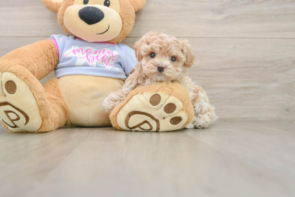 Hypoallergenic Moodle Poodle Mix Puppy