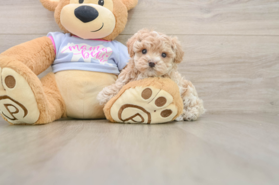 Hypoallergenic Moodle Poodle Mix Puppy