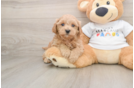 Maltipoo Puppy for Adoption