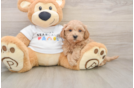 Small Maltipoo Baby