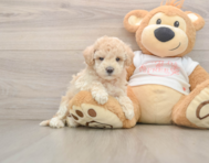 8 week old Maltipoo Puppy For Sale - Florida Fur Babies