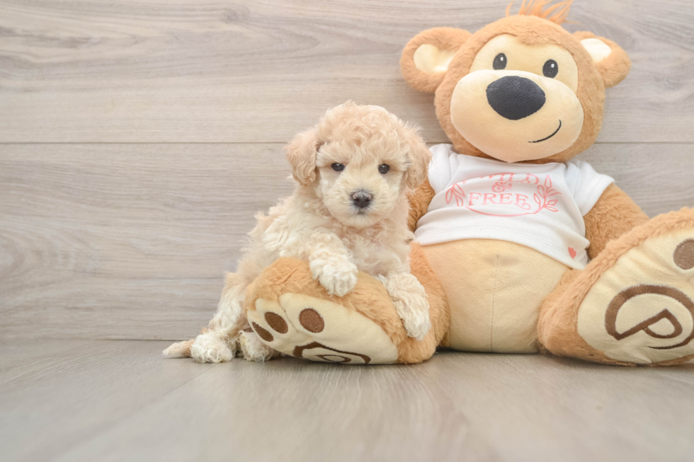 Sweet Maltipoo Baby