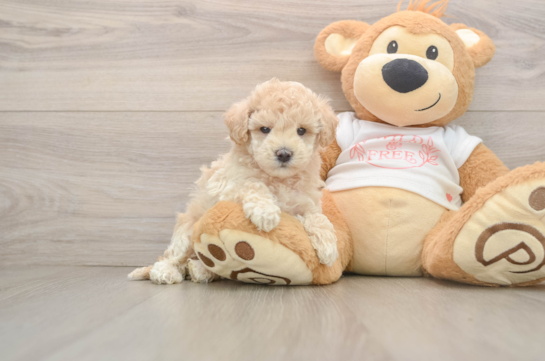 Sweet Maltipoo Baby