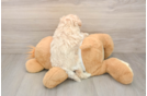 Best Maltipoo Baby