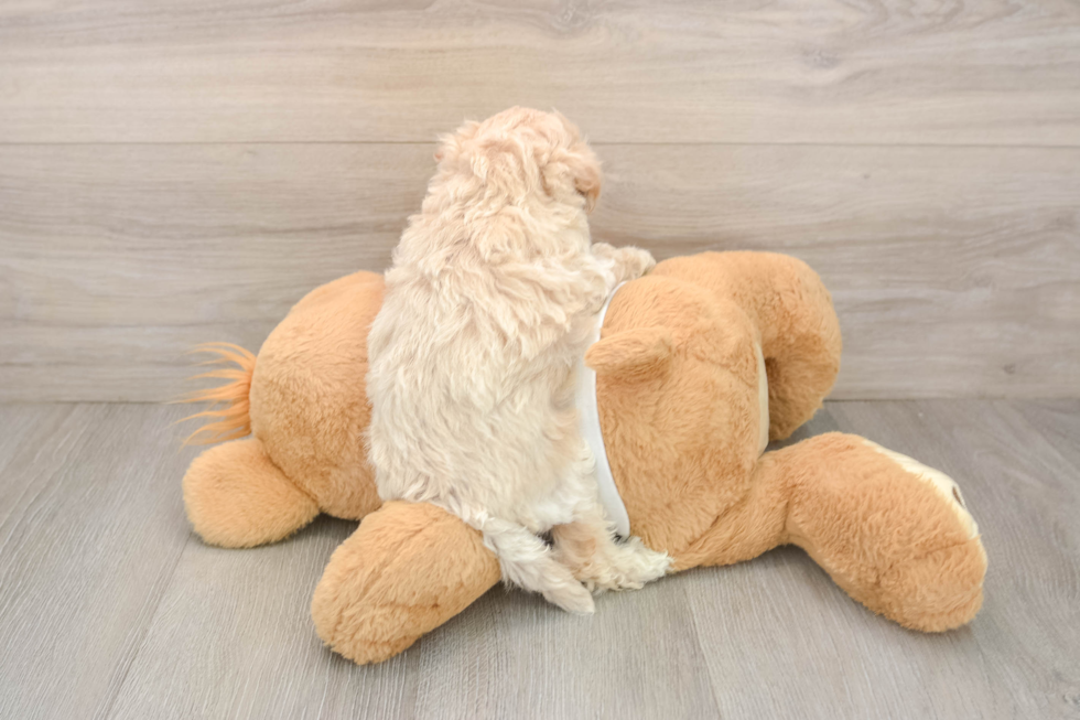 Best Maltipoo Baby