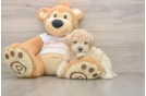 Smart Maltipoo Poodle Mix Pup