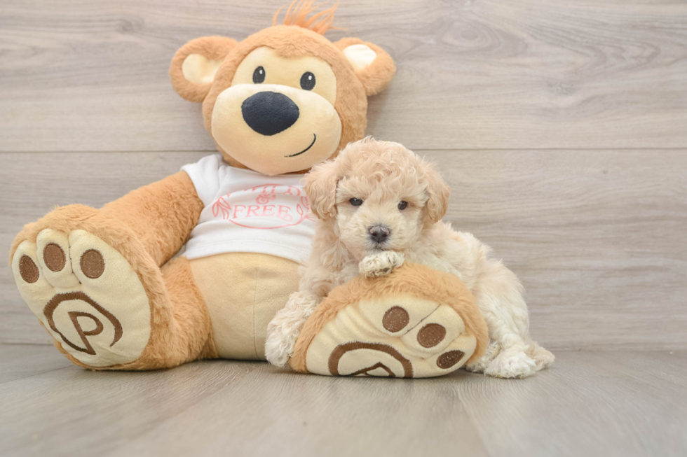 Smart Maltipoo Poodle Mix Pup