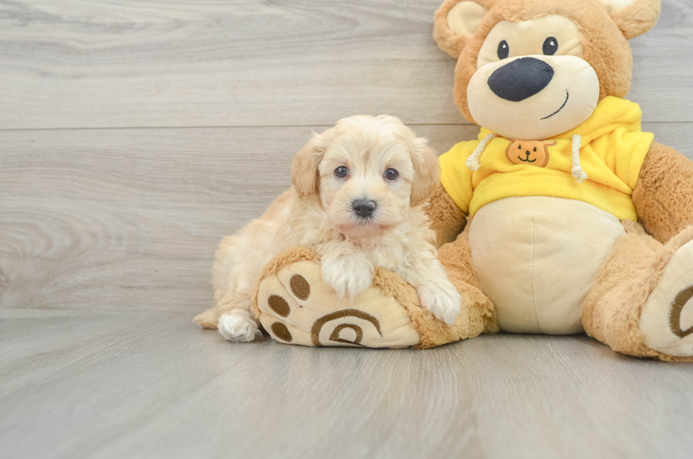 6 week old Maltipoo Puppy For Sale - Florida Fur Babies