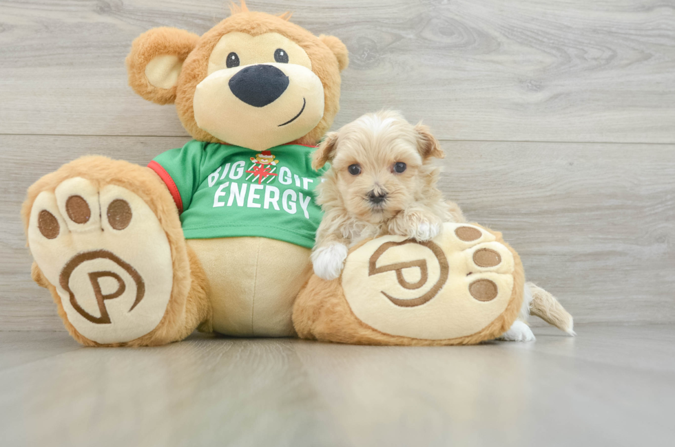 6 week old Maltipoo Puppy For Sale - Florida Fur Babies